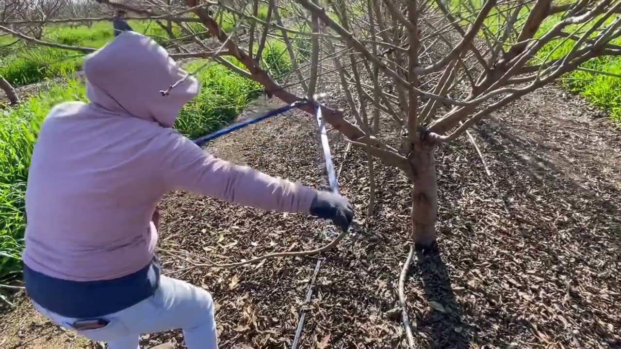 Podando Almendra  así se gana los dólares en los Estados Unidos gente
