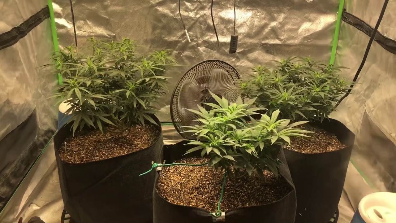 Day 5 in flower! Growing organic cannabis under the Ledtonic Q7 indoor grow series
