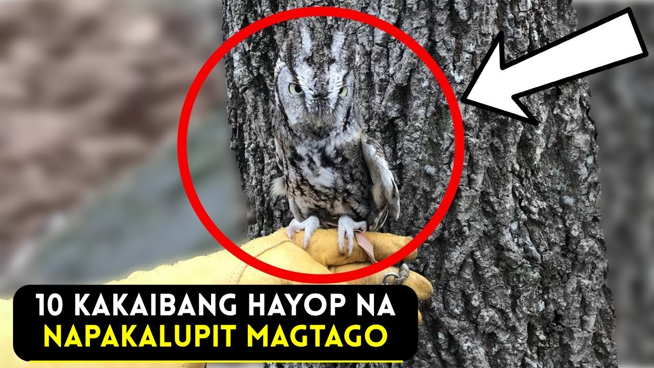 15 Kakaibang Hayop na Napakalupit Magtago | Invisible na Hayop