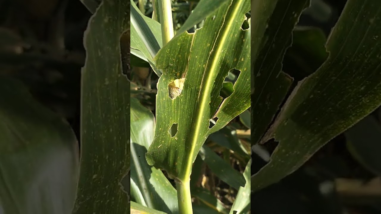 Mulai potong batang jagung 