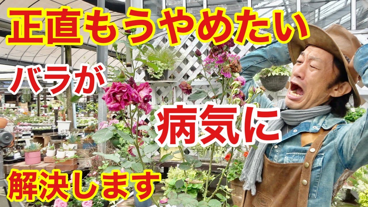 【復活させます】病気になってしまったバラの対処の方法教えます　　　　　　【カーメン君】【園芸】【ガーデニング】【初心者】【病害虫】