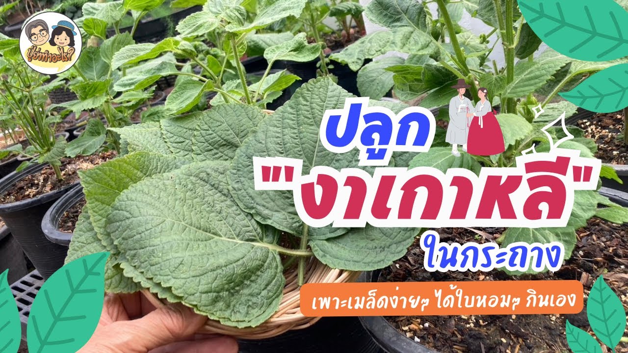 ปลูกงาเกาหลีในกระถาง เพาะเมล็ดง่ายๆ ได้ใบหอมๆ กินเอง #ย่าปลูกอะไร EP 163