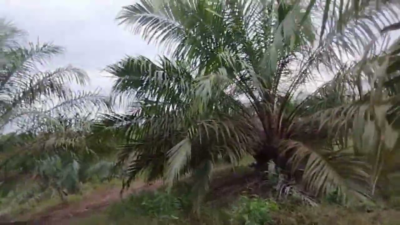 Inilah Kunci Sukses Supaya Kebun Sawit Berbuah Lebat dan 3 ton Perbulan Perhektar