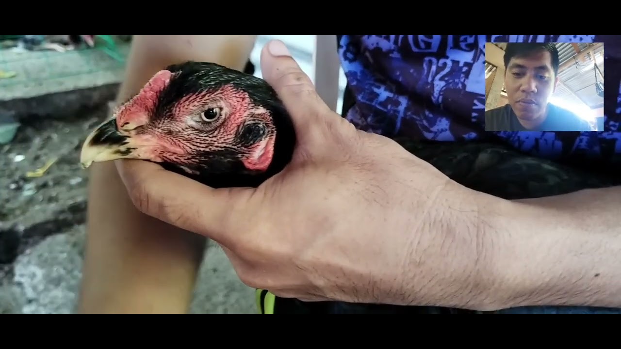 PAANO GAMUTIN ANG SAKIT NA LUGA SA ATING MGA ALAGANG MANOK.[TIPS2023]