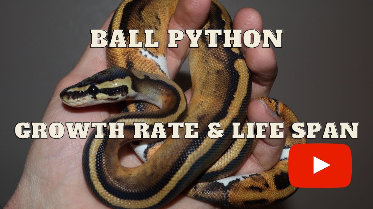 Ball Python Growth Rate & Life Span