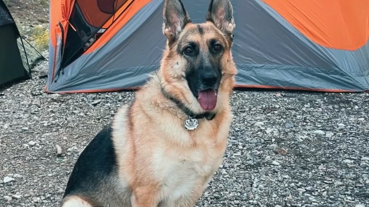 Henderson family says dog was poisoned with antifreeze