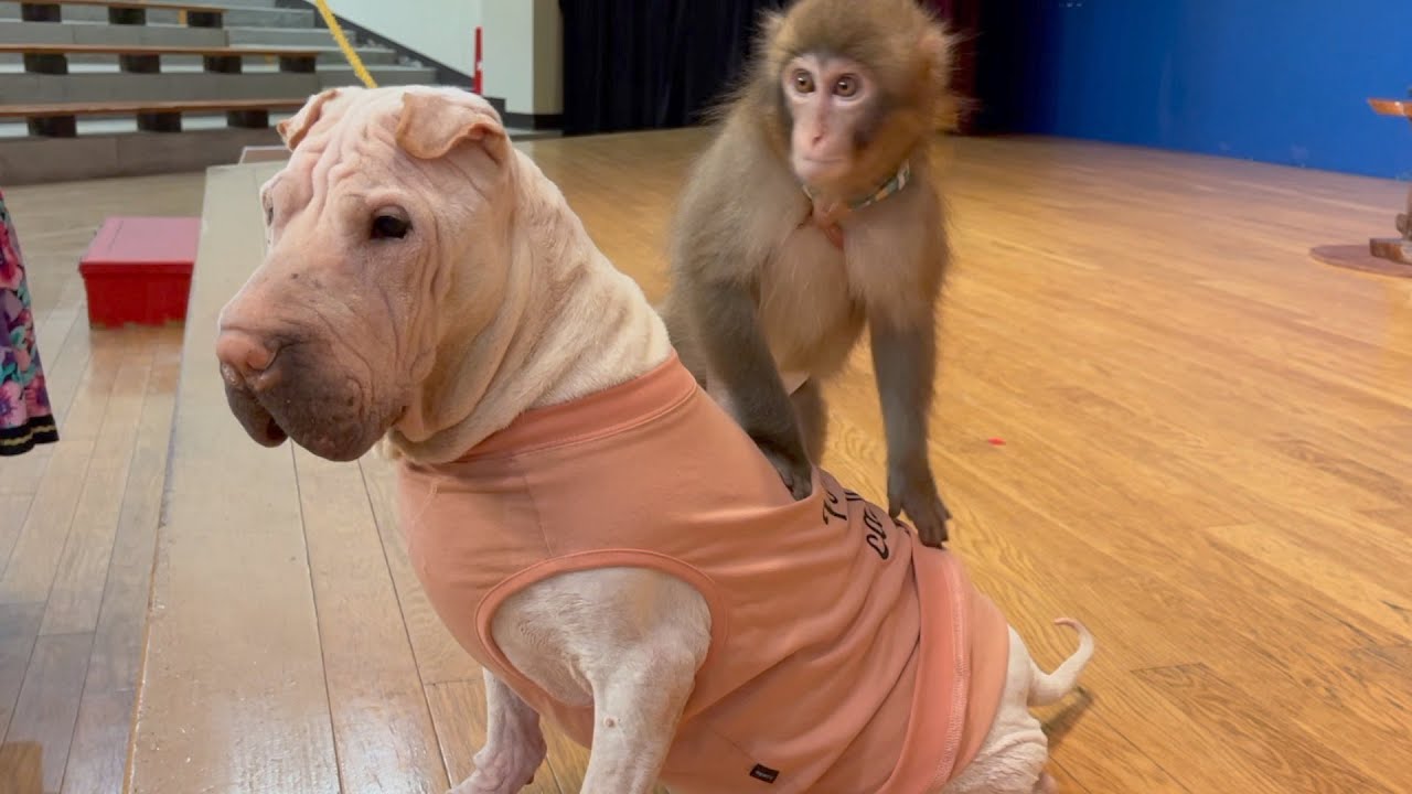 もやちゃんのことが大好きで全然離れない子猿のパンナちゃん。