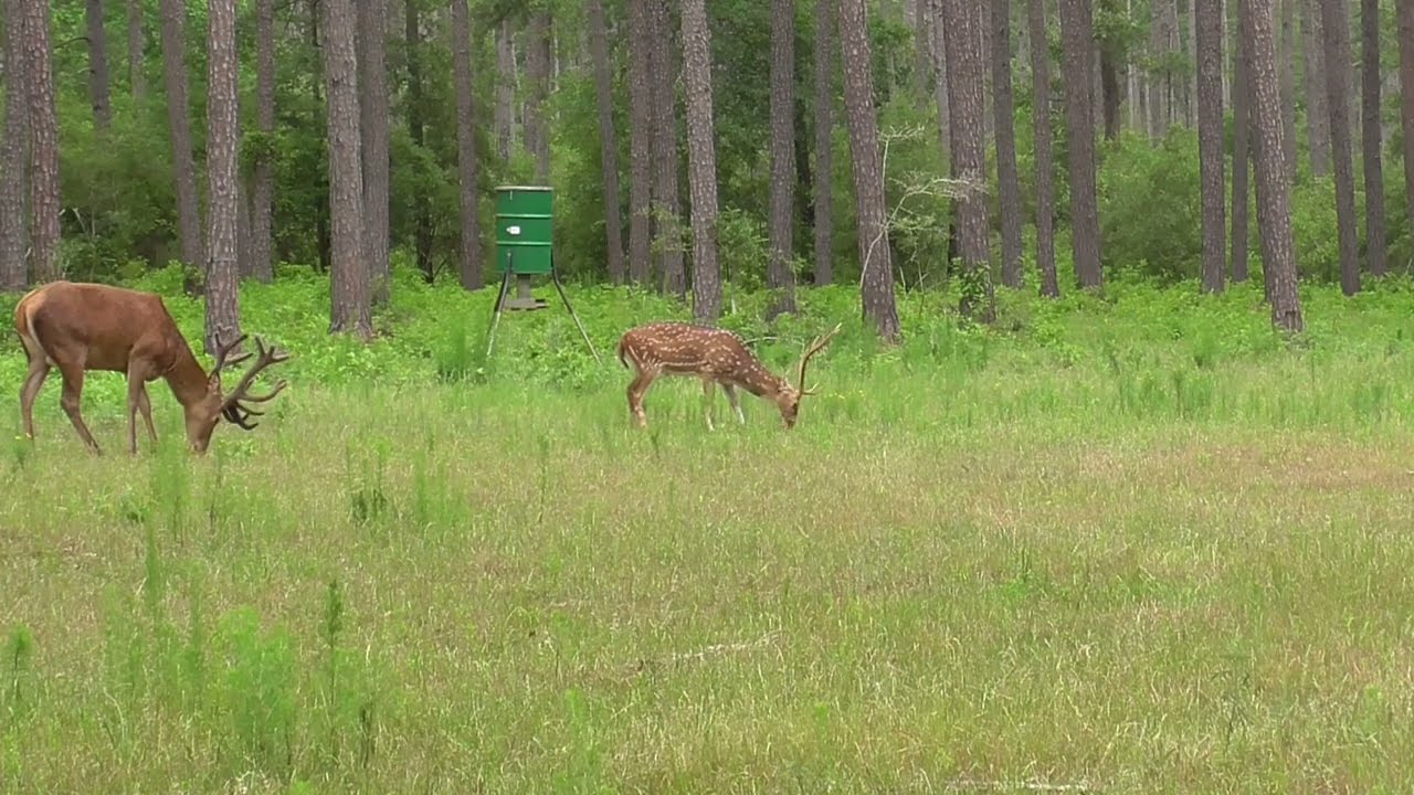 Texas Axis Deer Hunt