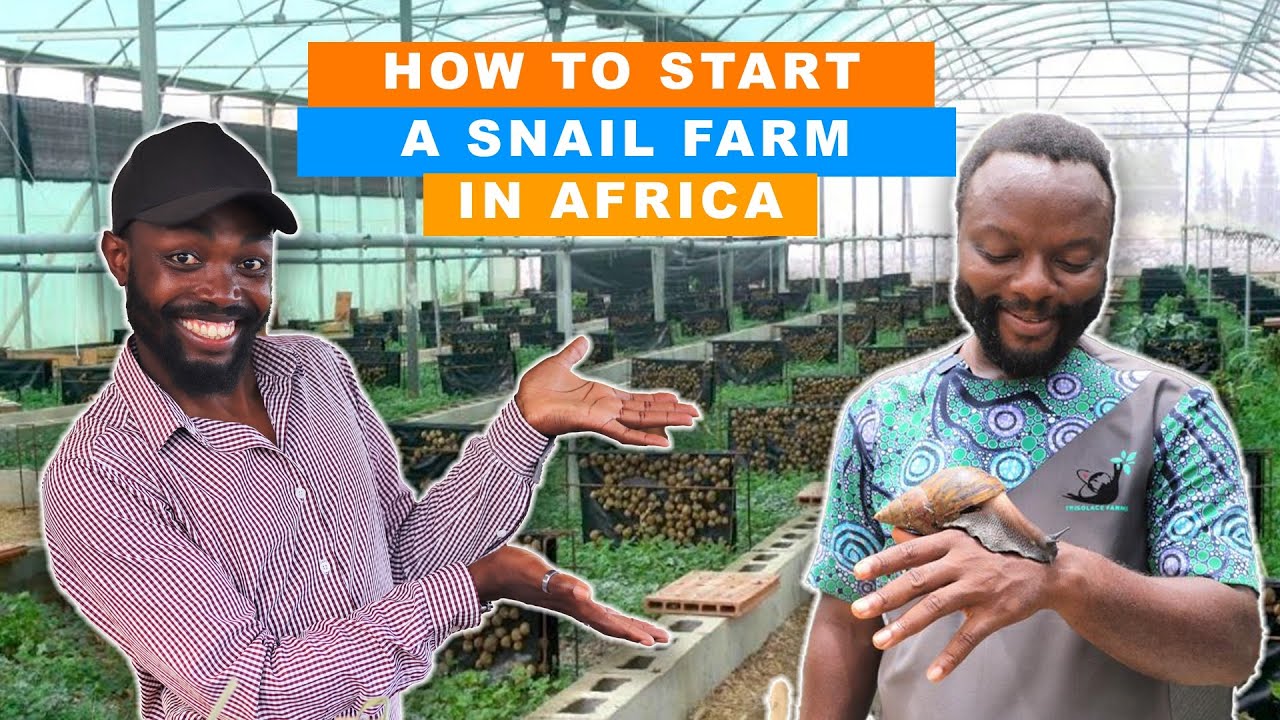 HOW HE MAKES GHS45,000 ($3,800) FROM REARING 1,000 SNAILS IN AFRICA| @TrisolaceFarms