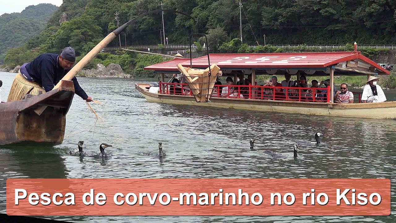 Pesca de corvo marinho no rio Kiso - Inuyama
