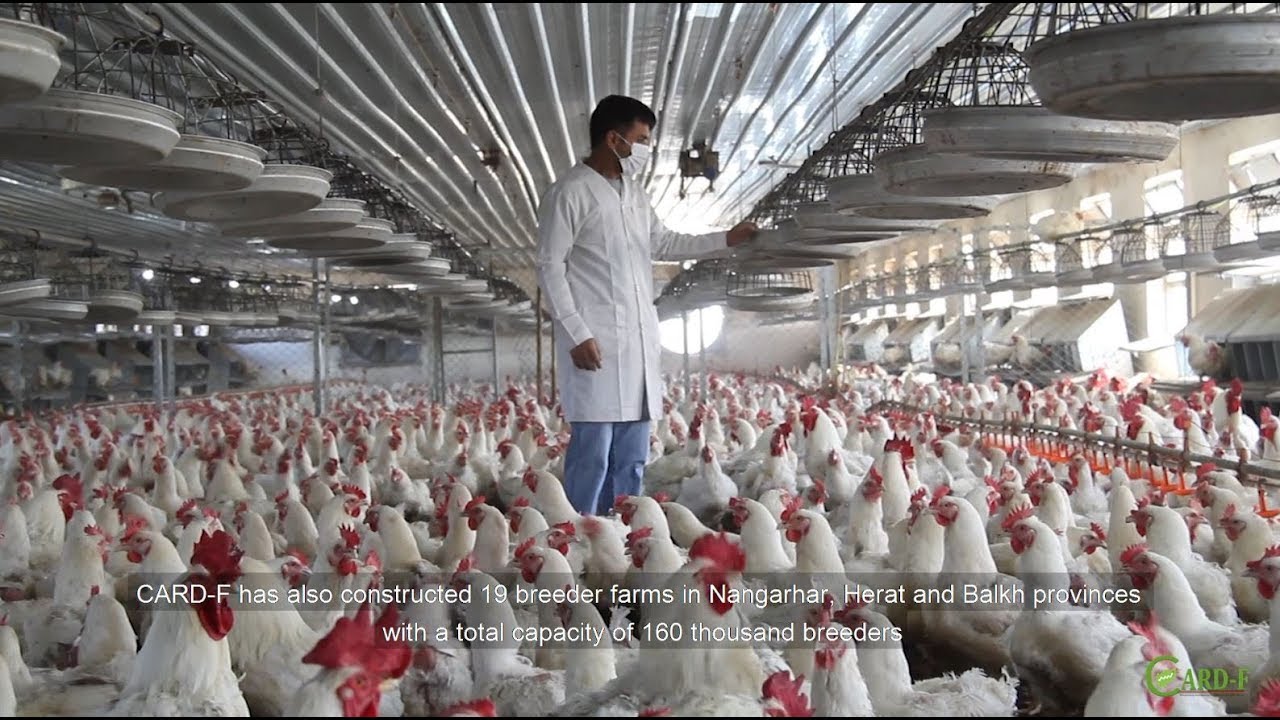 Poultry Value Chain in Afghanistan