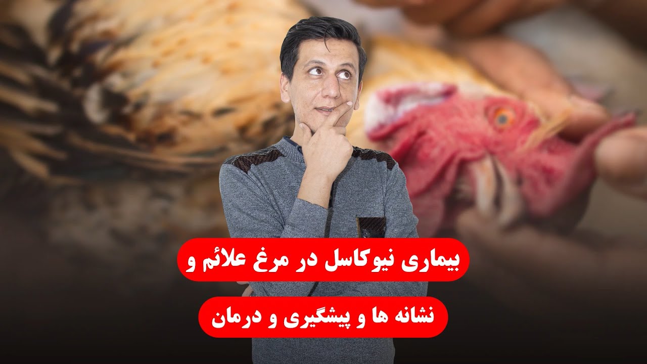 بیماری نیوکاسل چیست ؟ | علائم نیوکاسل در طیور و راه های درمان