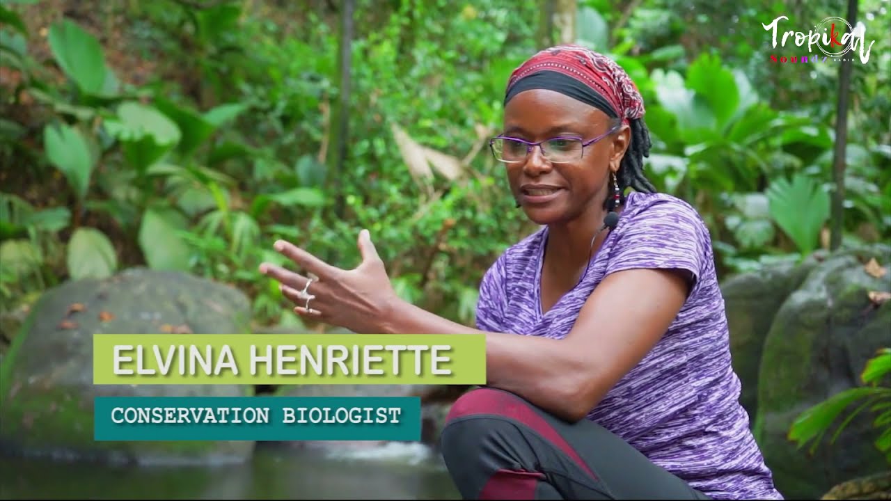 The Mysteries Of The Mangrove Forests Of The District of Anse Boileau Caiman