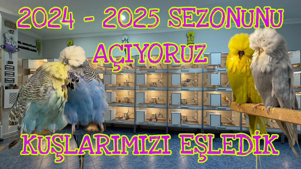 Show Jumbo Muhabbet Kuşlarımızı Eşledik 2024-2025 Sezonu Hayırlı Olsun