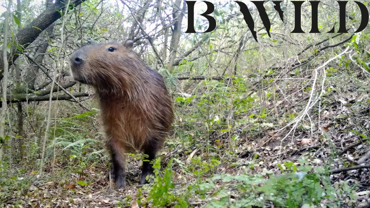 Uruguay Wildlife | Capybara, Brocket, Crab-eating raccoon, Fox, Margay, Geoffroyi's cat, Grisson
