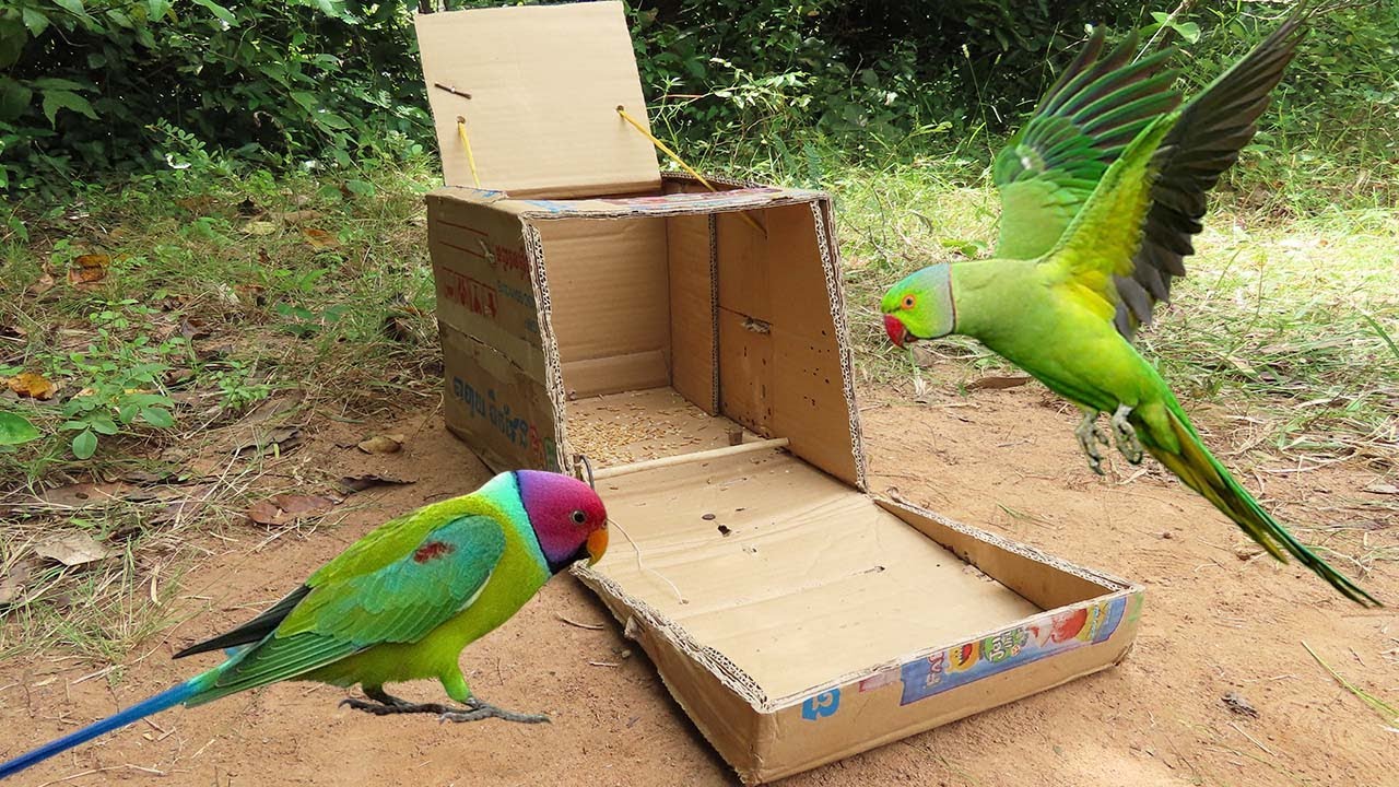 Easy Installing Bird Trap - Unique Parrot Trap Using Cardboard Box And Woods