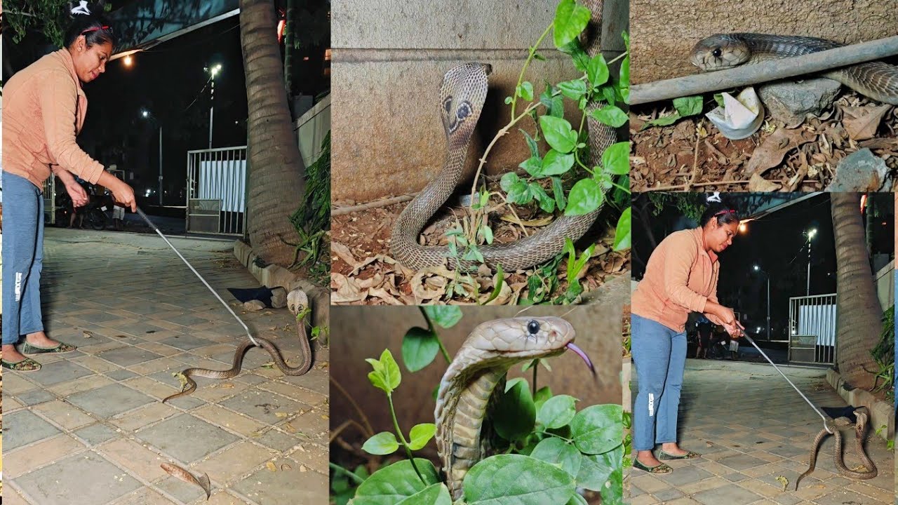 😱नाग कसा अटॅक करत होता पाहा माझ्यावर जोरा-जोराने 🐍