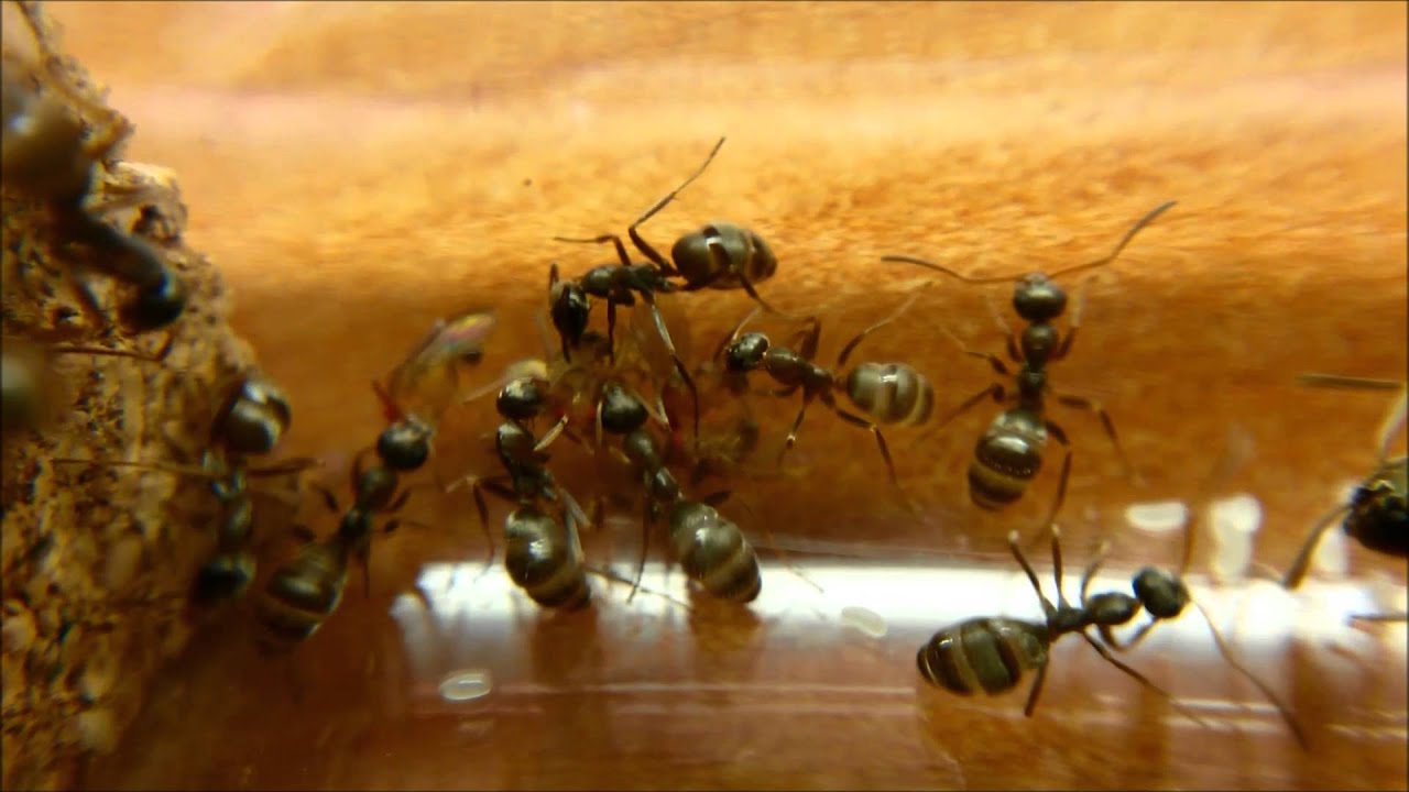 Formica cinerea #2