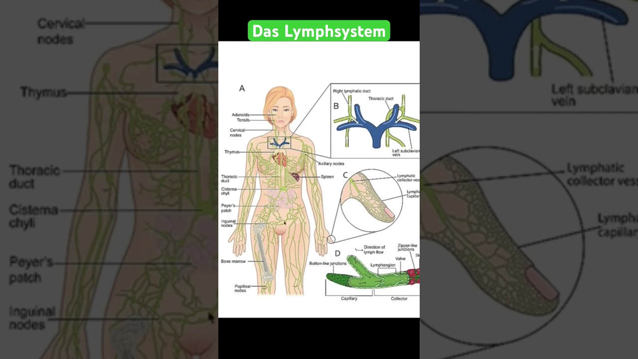 Das Lymphsystem: Eine Reise durch unsere verborgene Anatomie