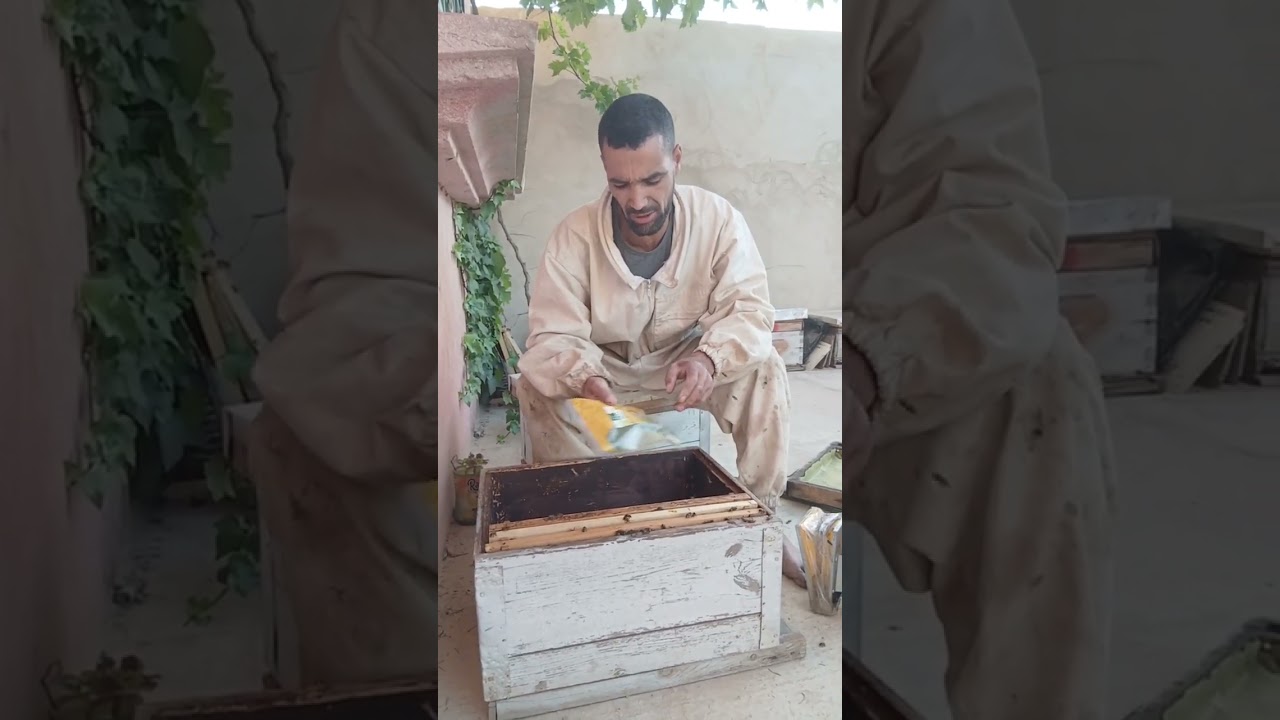 نجاح عملية التقسيم في جوان أسرار وتقنيات مضمونة للمبتدئين