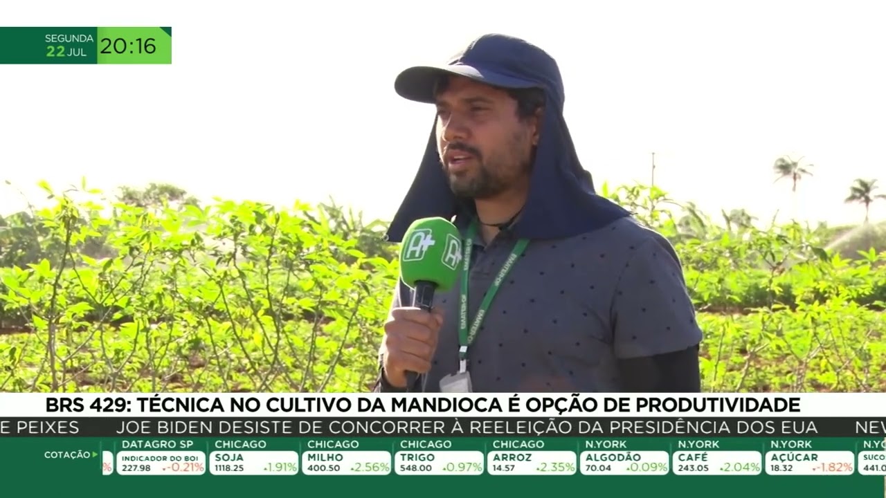 BRS 429: técnica no cultivo da mandioca é opção de produtividade