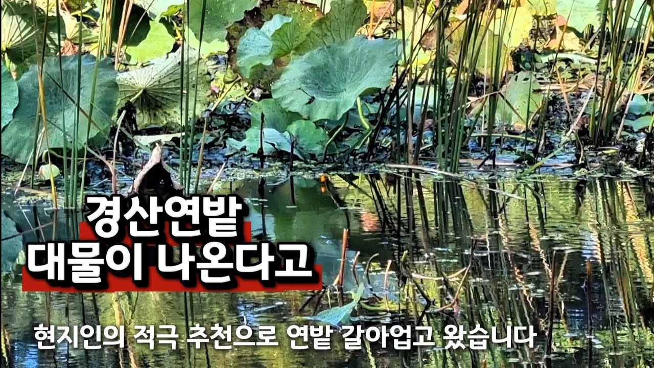 경북의성 찍고 경산연밭 갈아버리고 왔습니다 대물이 나온다고~