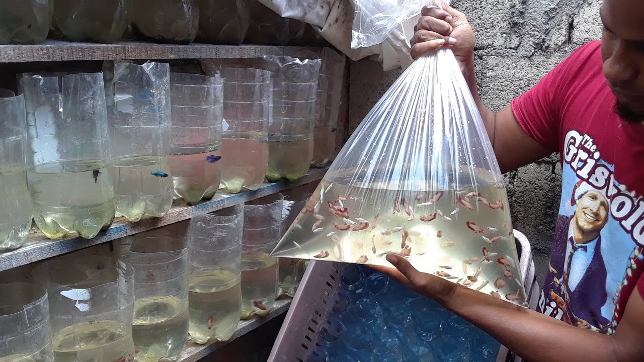 Criar cientos!! de bettas en poco espacio