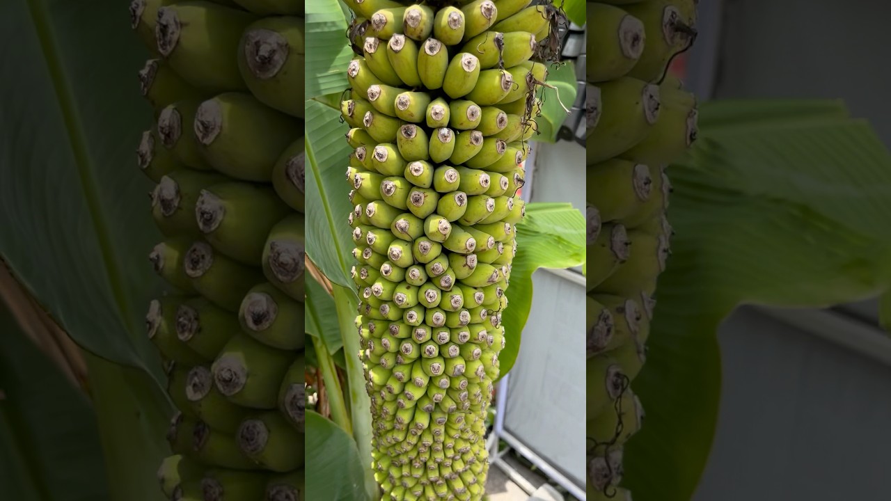 #vazhai #tree #banana #length #longest #world #shorts #trending #agriculture #tamil #fruit #record