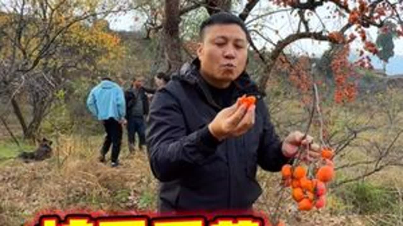 柿子熟了，却无人问津，探索山西不一样的人间烟火#大山里的味道 #保持热爱奔赴山海