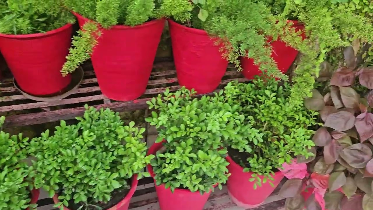 5 Important  Gardening  Works To Do In September. सितम्बर  मेँ  गार्डन  में  कर  लें  यह  काम