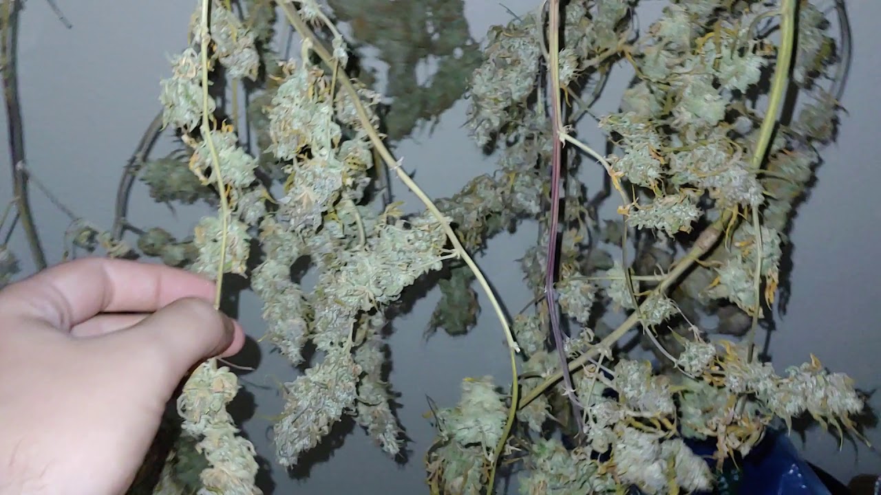 Week 10 of Flower! Harvest Time!