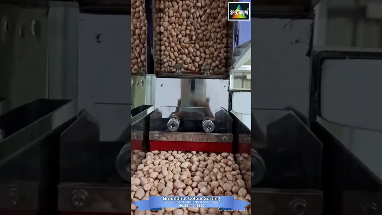 Perfecting Groundnut Quality: Advanced Color Sorting Technology!