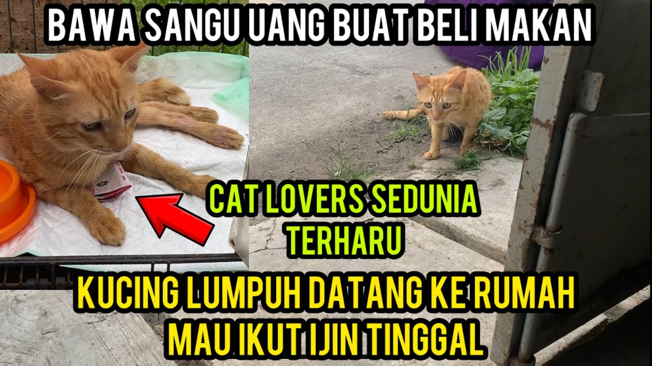 Terharu Banget Kucing Lumpuh Datang Kerumah Bawa Bekal Uang 100 Ribu..‼️