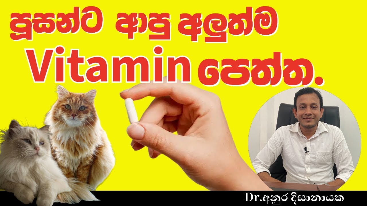 පූසන්ට ආපු අලුත්ම Vitamin පෙත්ත.