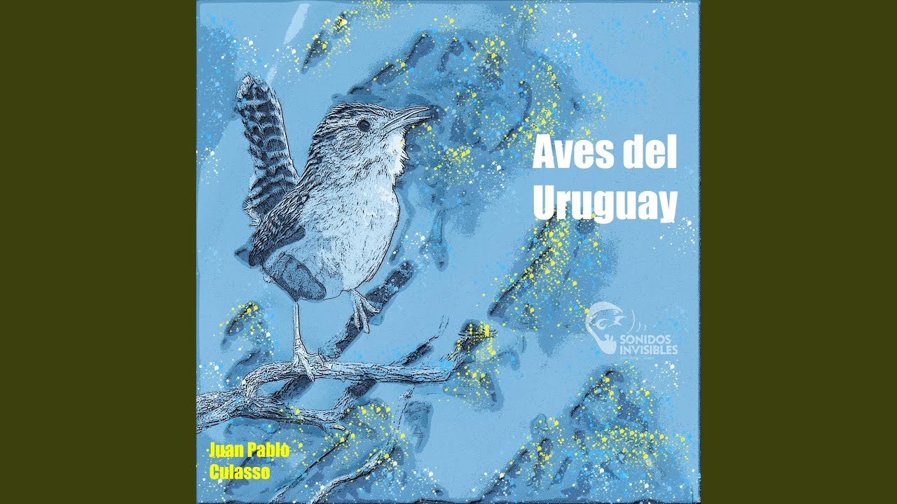 Chingolo