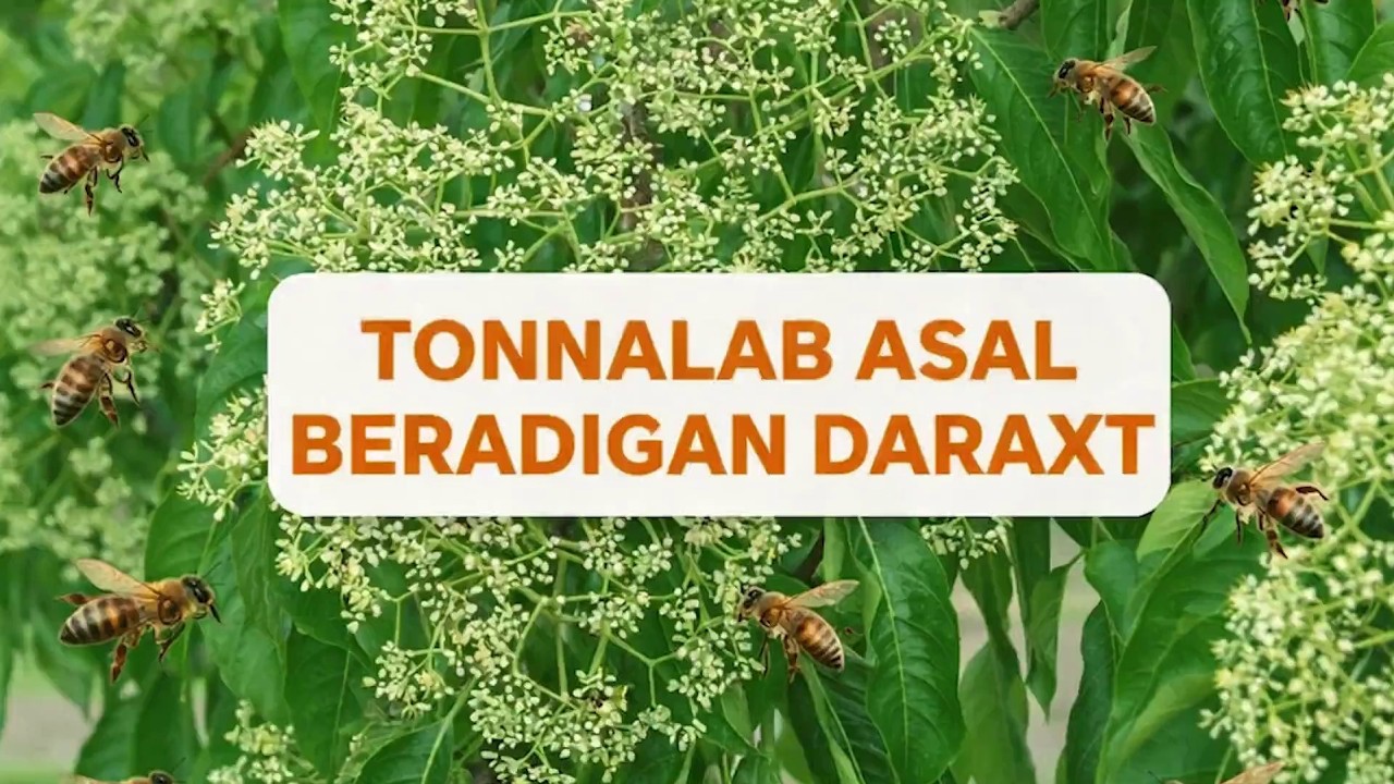 Endi tonnalab asal olish mumkin!