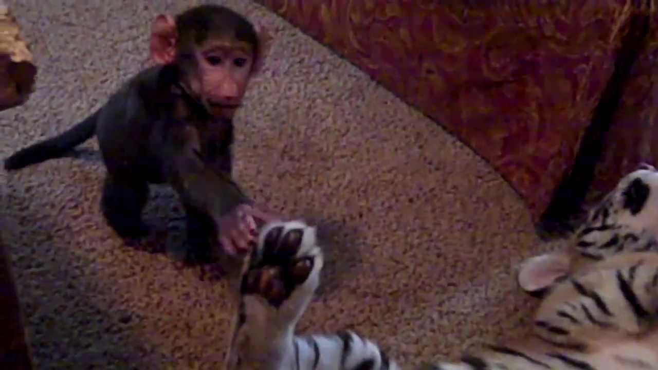 Baby Baboon monkeying around with Tiger Cub