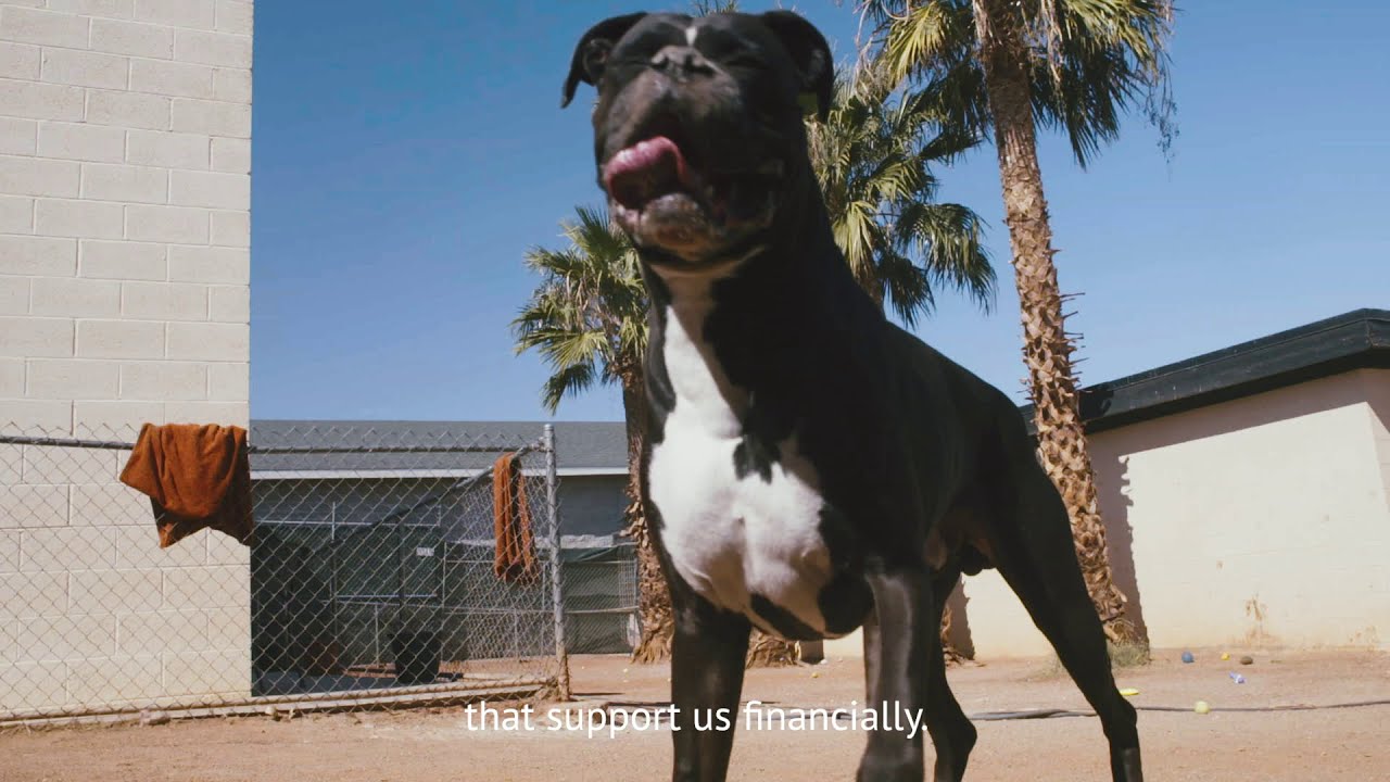 Dogwalkers Partner Profile: Nevada SPCA