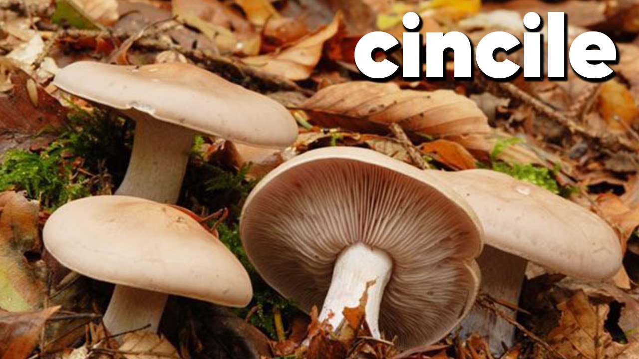 Cincile Mantarı calocybe gambosa