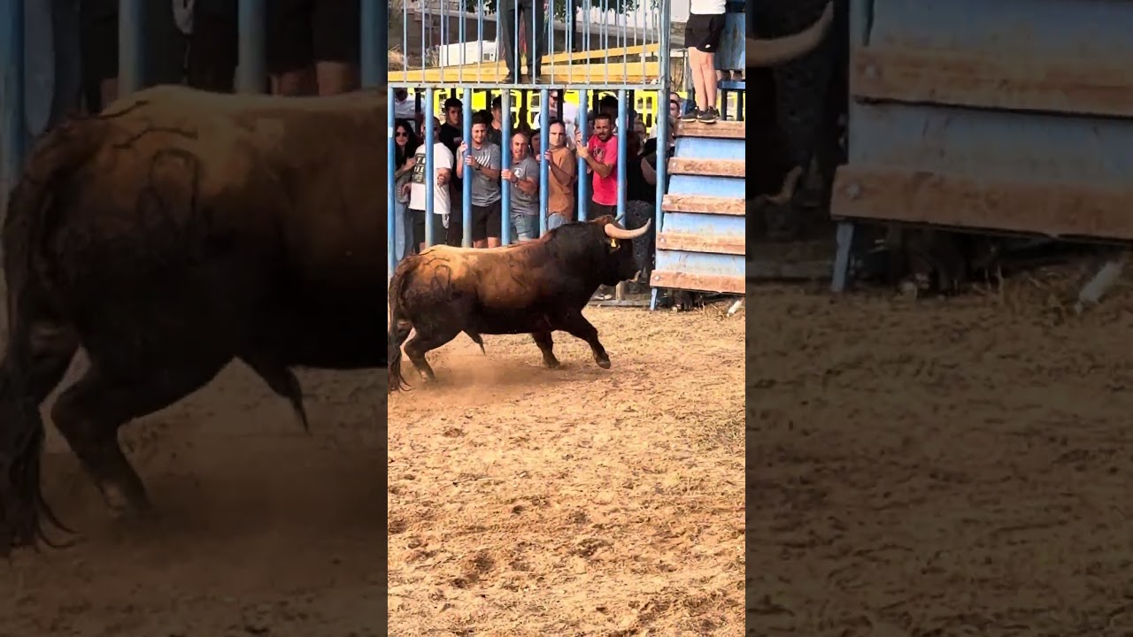 &iexcl;Toro cerril en Pou d&rsquo;en Calvo dando guerra! #toros #bull