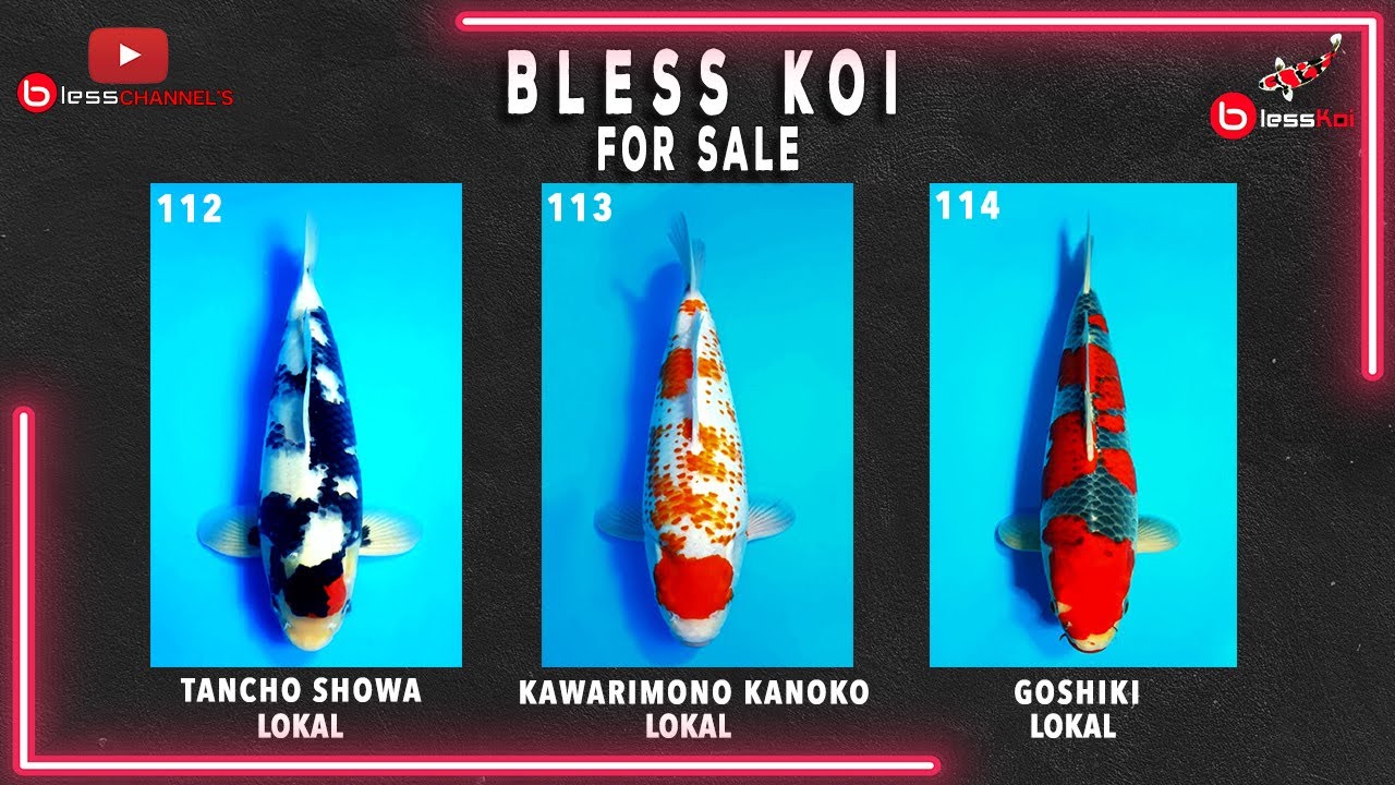 BLESS KOI FOR SALE || KOI TANCHO KOHAKU, KAWARIMONO KANOKO, GOSHIKI LOKAL❗❗❗