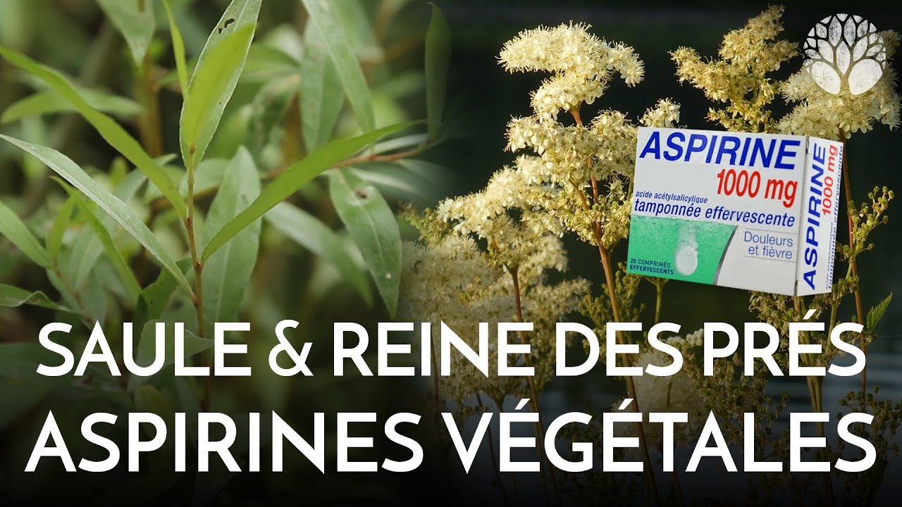 Deux aspirines végétales, le saule et la reine des prés