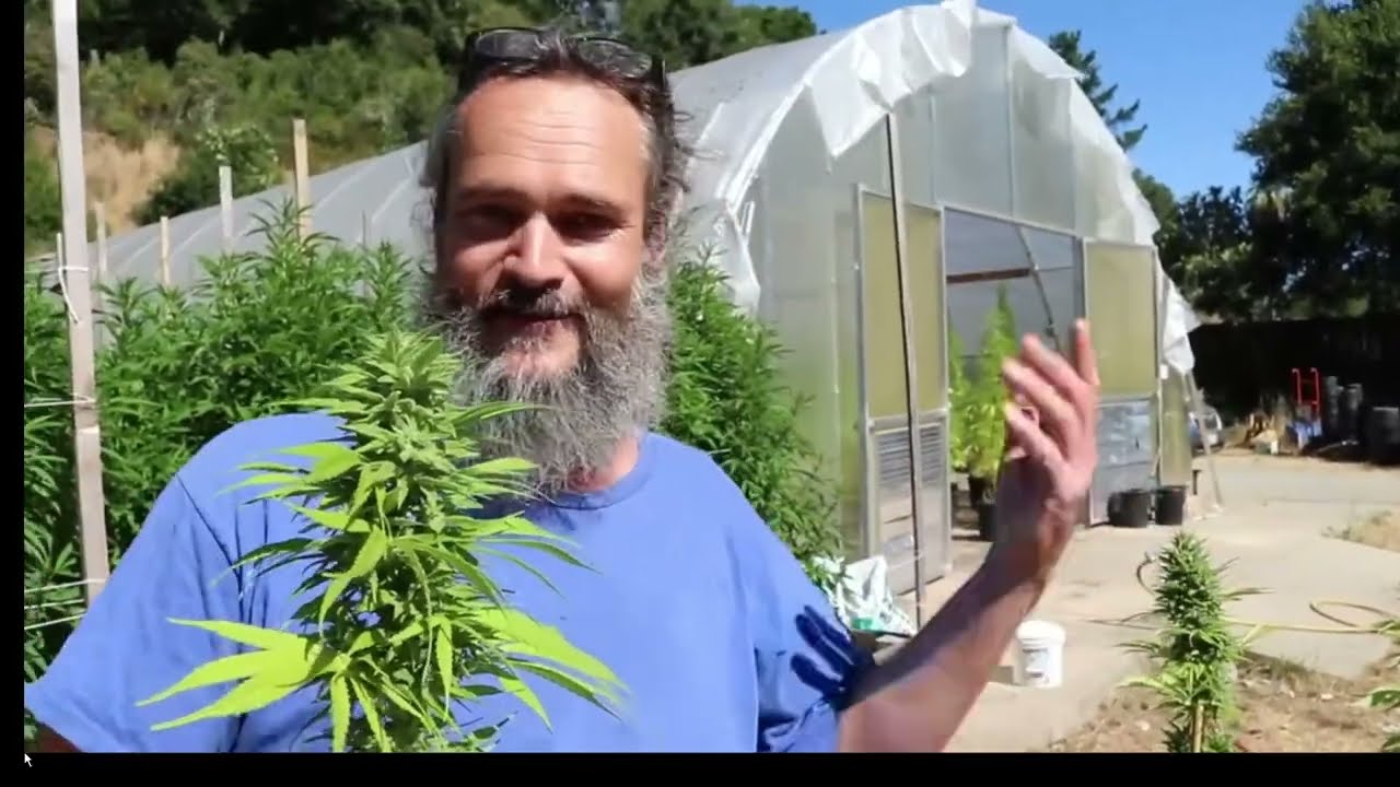 Old School 90-х Kind Bud &ndash; Опыление конопли