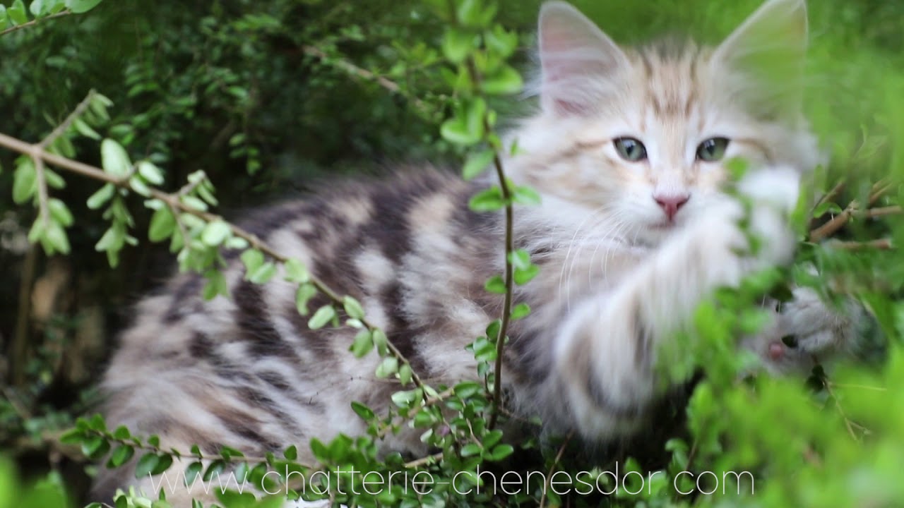 Chatterie des Ch&ecirc;nes d'Or - Chatons 2018