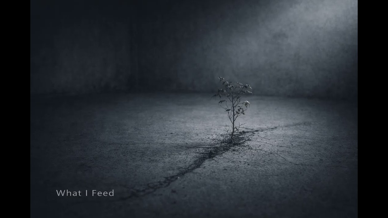 Empty Signal - What I Feed