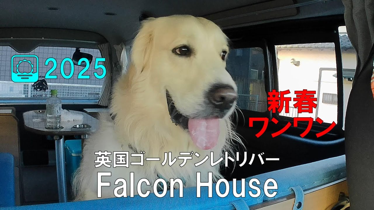 FalconHouse英国ゴールデンレトリバー【2025 新春GO】