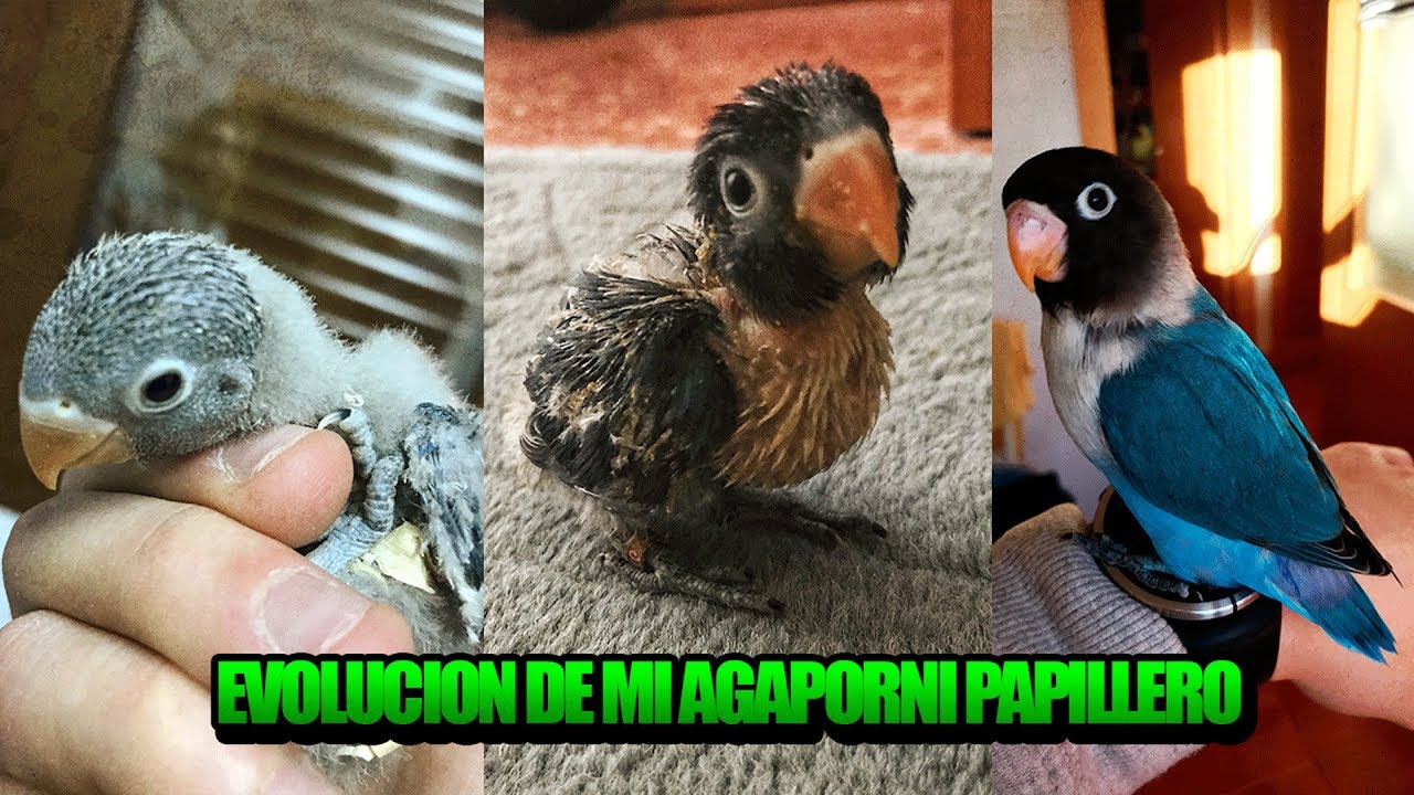EVOLUCI&Oacute;N DE MI AGAPORNI PAPILLERO (DE 17 A 65 DIAS)