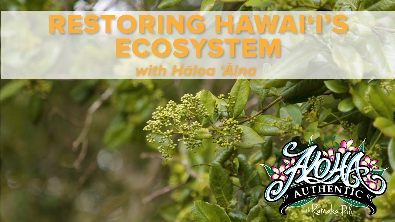 Restoring Hawaiʻi's Ecosystem | Aloha Authentic Episode 209