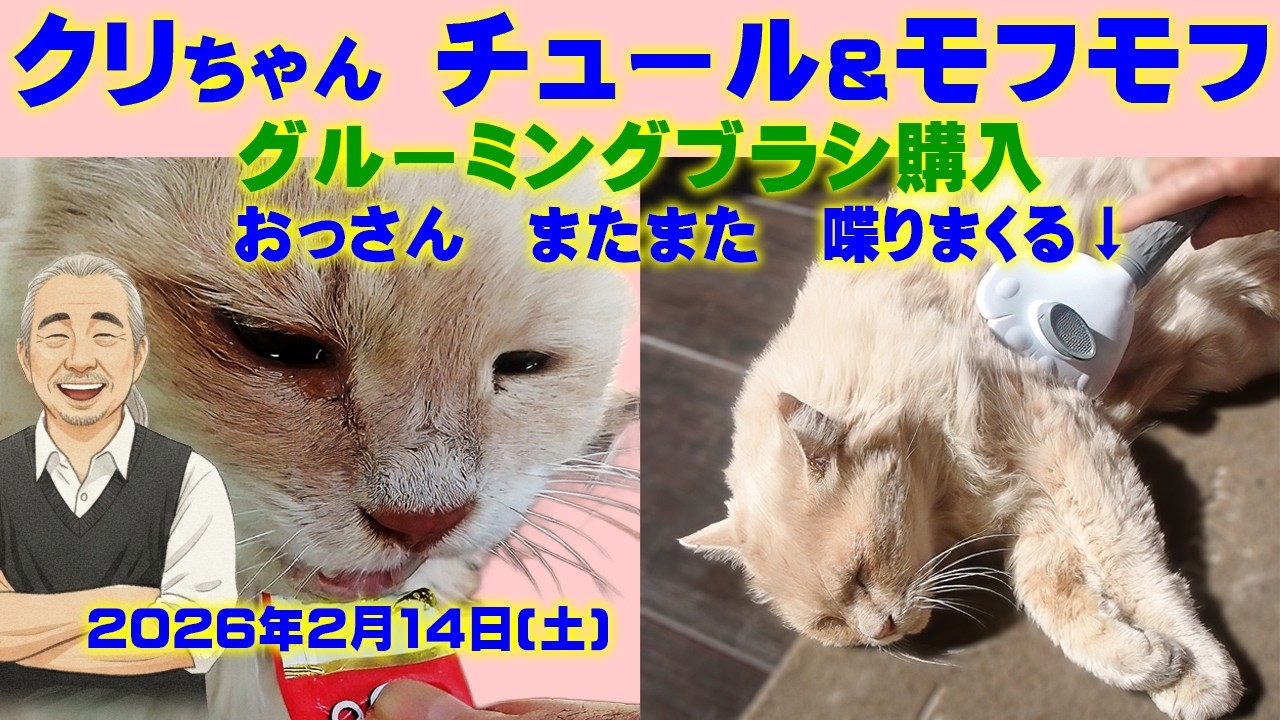 【陽だまりの外猫クリちゃん】グルーミングブラシ購入