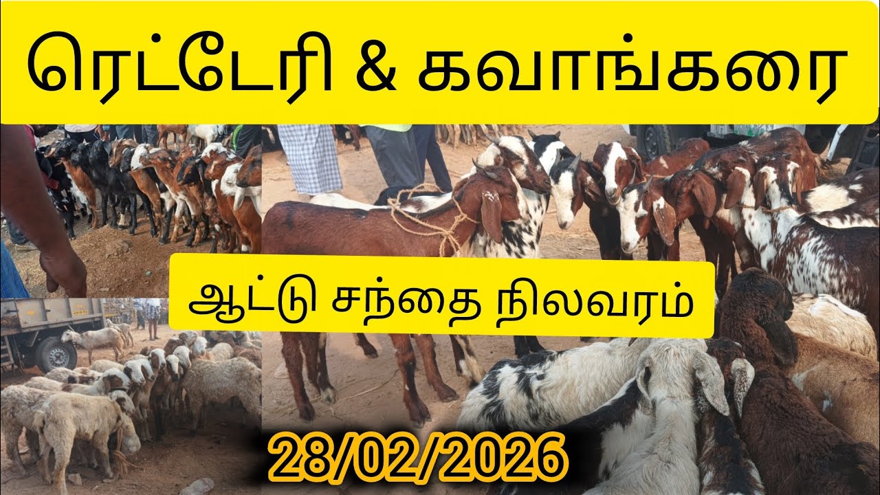 ரெட்டேரி/கவாங்கரை ஆட்டு சந்தை #ஆட்டுசந்தை#aadusanthai#goatmarket#sheepmarket#pannaiaadu#market